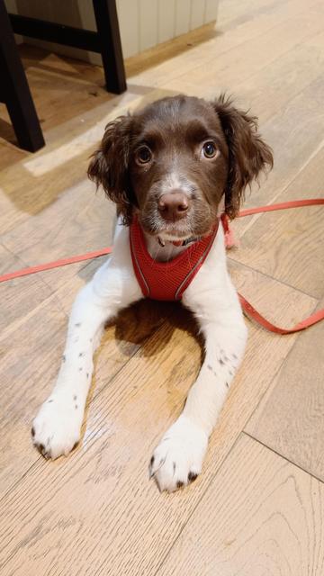 A springer spaniel puppy (mostly brown head but with bright white paws) sitting in a "down" position on a wooden floor. She's wearing a red harness and looking at the camera with interest.