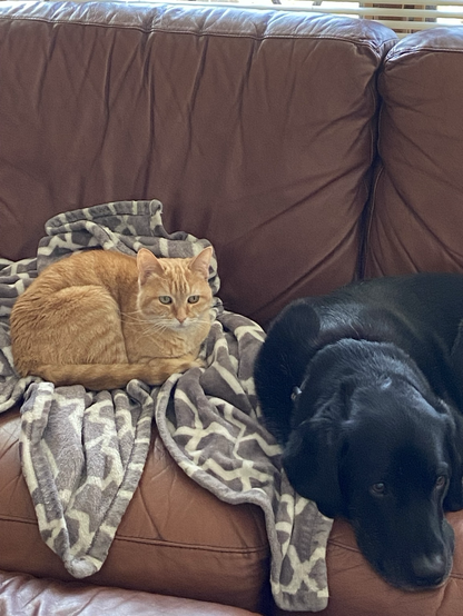 A small orange tabby cat laying curled up on a grey blanket next to a black dog.