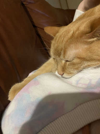 A small orange tabby cat taking a nap on top of her owner.