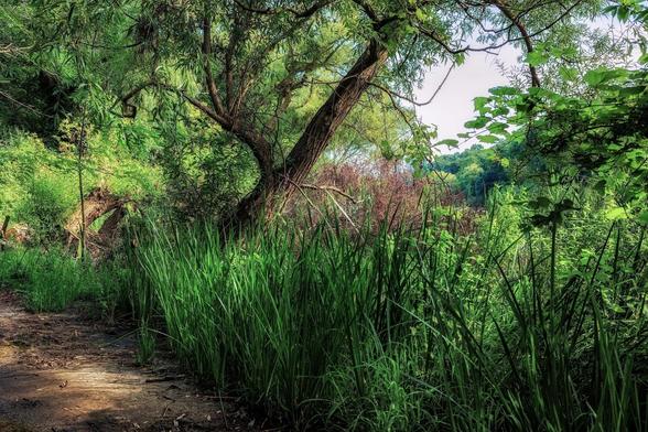 A lush, green forest scene features a variety of trees and dense foliage bathed in bright sunlight.