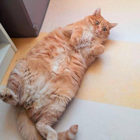 A red cat lying on his back on the floor, showing a very large expanse of belly fluff. He looks schocked.