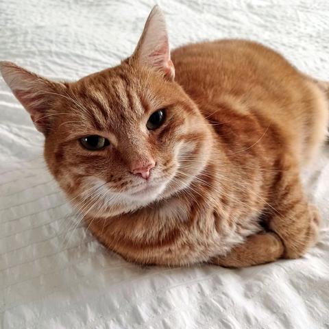 A red cat lying on a white duvet, looking into the camera.