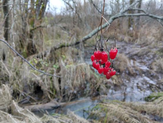Etualalla punakoison marjoja tertussa, taustalla suon harmahtava syysmaisemaa