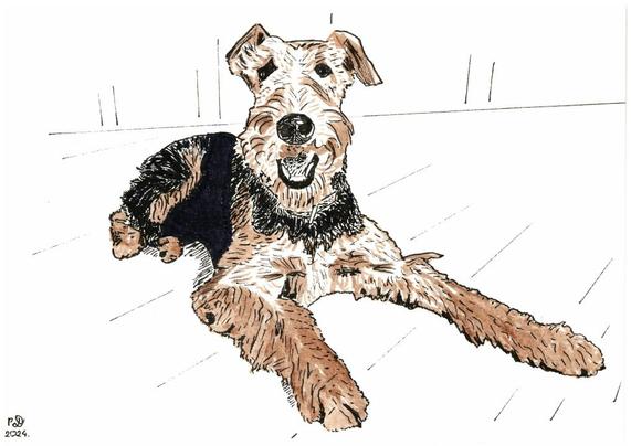 An Airedale terrier lying on the ground and smiling. She is drawn with black fineliners and black and brown brushpens. The lack of shading gives her a cartoonish look, although her hair is more detailed. The floor and the background are drawn with just only a few symbolic lines so that the dog in the centre is in the focal point. Her big furry paws and cute long nose are in the foreground.