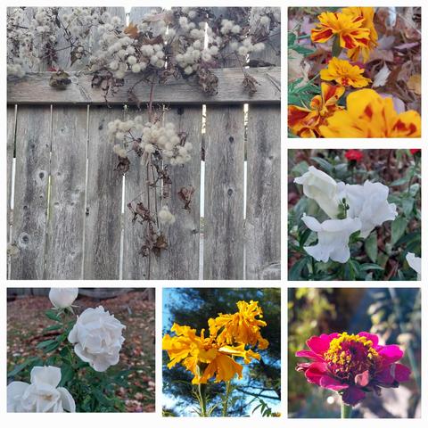 Collage of flowers from top left
Seedheads from native clematis
FRENCH marigolds in bright yellow orange stripes
White snapdragon
Dull pink zinnia past it's prime
African marigolds tall against blue sky but drooping
3 white roses !!