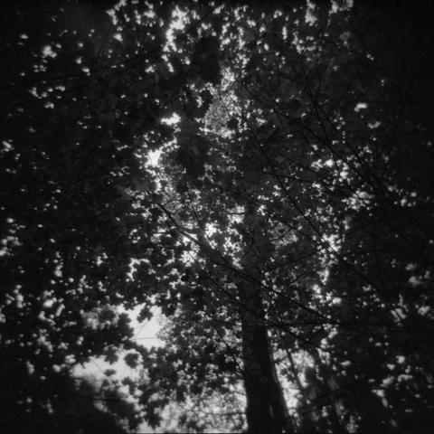 View from the ground looking up at the canopies of several huge, old trees.