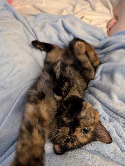 soot, a torbie, laying on her back and reaching for the camera
