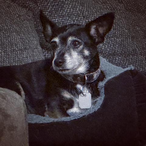 Ein schwarz-weißer Pinscher-Mischling liegt auf einem Hundekissen, das auf einem Sofa abgestellt ist. Die Hündin schaut aufmerksam in die Ferne und hat die Ohren gespitzt.