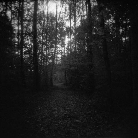A path covered in leaves through a dark forest. 