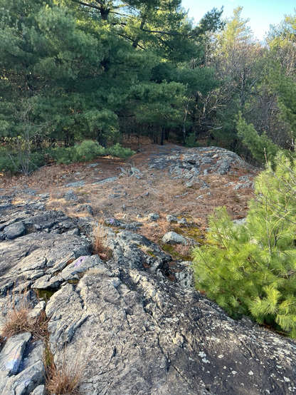 Rocks on a hiking trail. Green trees spring the flat rocks. 
