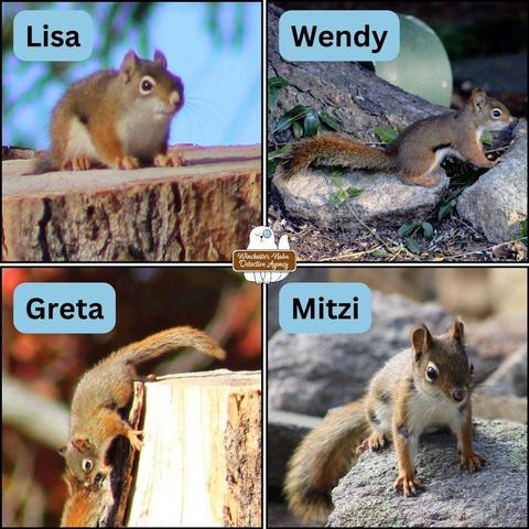 collage of 4 young red squirrels with their names above them: Lisa, Wendy, Greta, and Mitzi.