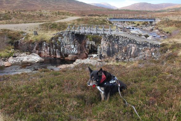 A modern bridge and an older more rickety looking wooden bridge, crossing a river in a rocky gorge, with a gravel road between them.  The ground is mostly covered in heather. Moray the dog stood in the foreground.