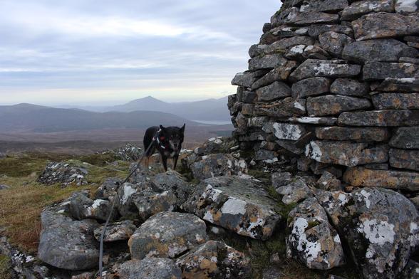 Moray the dog stood nest to a huge stone cairn, the ground is grassy with boulders. There are hills in the distance in the haze.