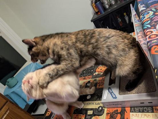 soot and shine playing violently. her paw is at his throat and he is making an exaggerated wince