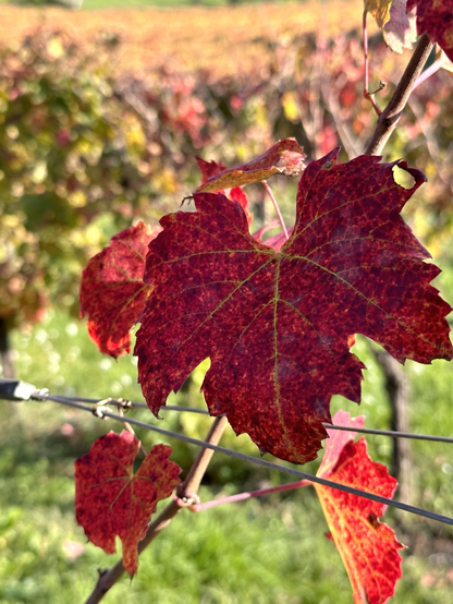 Red and yellow grapevines