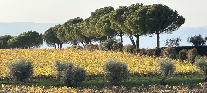 Yellow grapevines with green trees