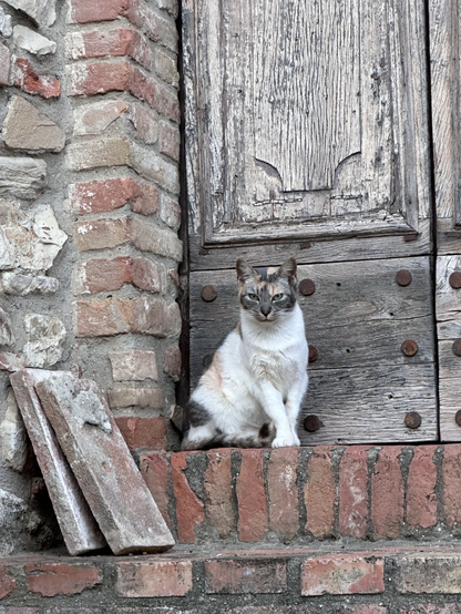 Cat in front of old wood door