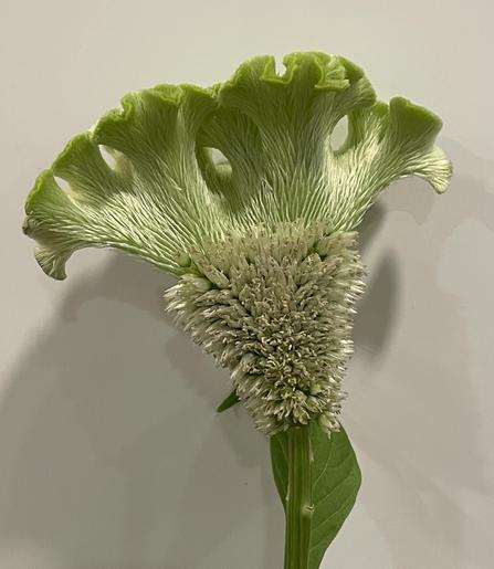 Wedge shaped stem with an increasingly wide and crinkled top reminiscent of a brain. The lower half of the stem is covered in small fluffy greyish flowers