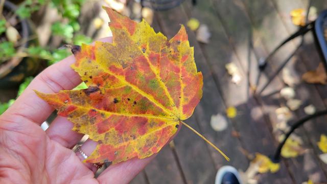 Close-up of a multicolored fallen leaf shot from above in an almost camoflauge-like pattern of golds and reds held in a person's hand outside with the wood slats of a deck and potted plants out of focus below.