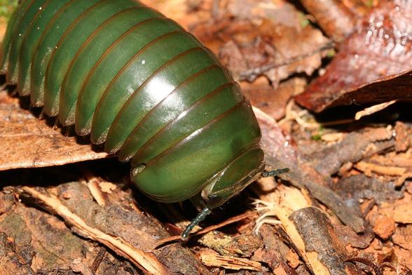 Milpiés verde y corto, similar a una cochinilla o bicho bola.
