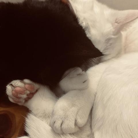 a black cat and a white cat squish into eachother ion a sleepy cuteness of epic proportions. We see pink toes on the white cat