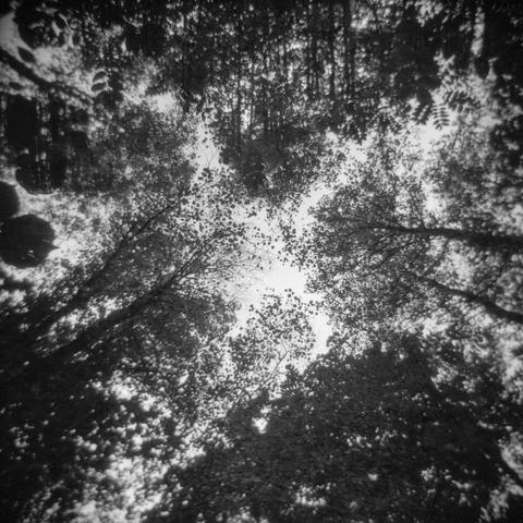 View from the ground up towards big, old tree canopies.