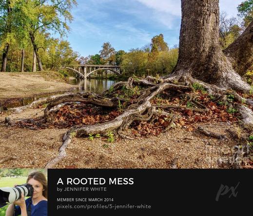 You're deeply rooted in him. You're well constructed upon him. You know your way around the faith. The root system may be a mess, but it is strong!
https://5-jennifer-white.pixels.com/featured/a-rooted-mess-jennifer-white.html
#buyintoart #treeroots #inspirational #rustic #photography