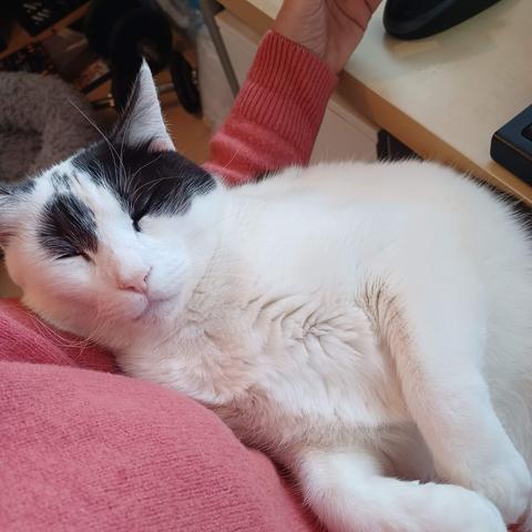 A very big white and black cat, lying on the lap of a person wearing a pink sweater and sitting behind a computer. The cat is so big, he’s partially squeezed underneath the table.
