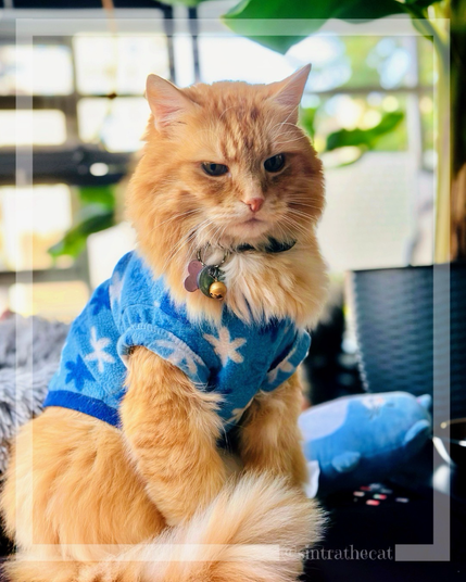 Sintra the Cat is wearing a flowery shirt 😻