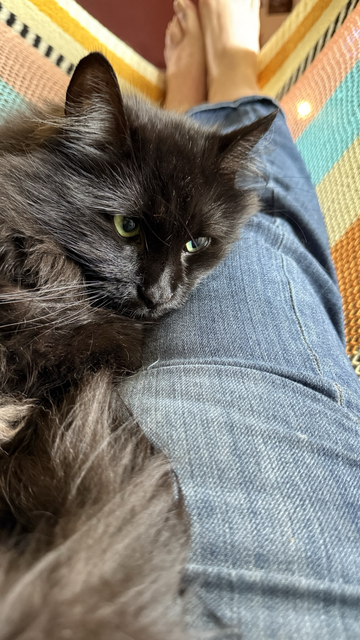 A fluffy black smoke cat with green eyes lies on my denim clad legs while I relax in a multicolor hammock. 