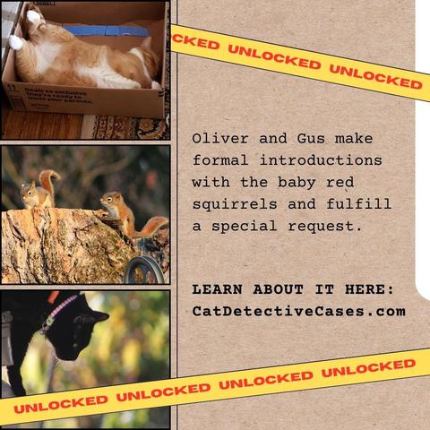 collage: the background looks like an office file folder. There are 3 images on the left:orange and white tabby Oliver in a box sleeping; two baby red squirrels on the top of a chopped off tree trunk; a photo of black cat Gus wearing a collar with skulls as he climbs down from a surface outside; "Unlocked" banner tape criss-crossed over the image; text on the right: Oliver and Gus make formal introductions with the baby red squirrels and fulfill a special request. LEARN ABOUT THEM HERE: CatDetectiveCases.com
