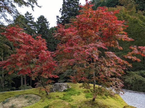 Autumn colours at Amida-ji. As the autumn deepens the entire mountainside becomes a carpet of red.