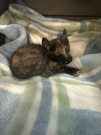 Tiny tortoiseshell kitten with injured leg