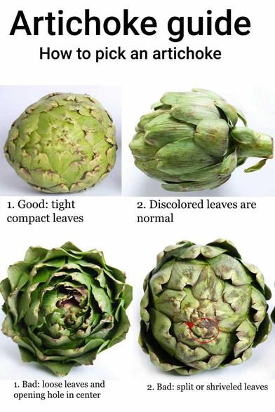 An informative image of how to pick an artichoke ... the Good and the Bad. As for the GOOD points:  tight, compact leaves are a plus and discolored leaves are normal - artichokes like these are ripe, ready for use. The BAD points:  loose leaves and an opening hole in center; split or shriveled leaves - Avoid purchasing artichokes like these.
