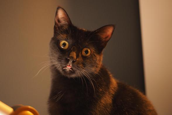 A black cat, lit from below, looking directly at the camera, his eyes are wide open with a bewildered look, and his little tongue is slightly peeking out, providing a very goofy blep. 