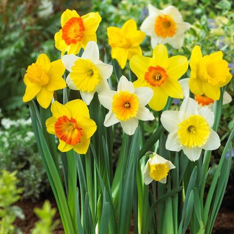 An image of a lovely variety of daffodil flowers that have blossomed from the ground below ... all yellow, yellow petals with orange centers, white with orange centers and white flowers with yellow centers. All of them have plush, green stems.