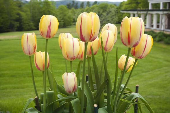 An image of a very pretty tulip coloration ... most of the flowers are somewhat pale yellow with a little white mixed in; then, there are vertical streaks of kind of reddish purple lines here and there on the petals. Looks as though they may be in a flower pot in a backyard. Bright green lawn in the background.