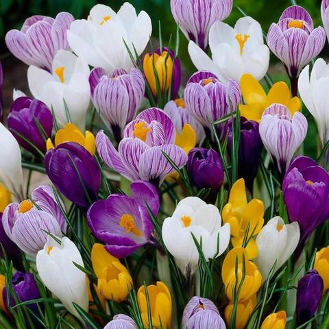 An outdoor image of beautiful crocus flowers of many kinds ... white, yellow, deeper purple and pale purple intermixed with white coloration.