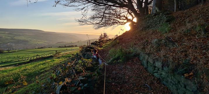 A small springer spaniel puppy (brown head, white & brown body) is standing up on a dry stone wall. To the left of the wall, there are green fields, leading down into a valley with a hill rising on the other side. The fields are lit by the low autumn sun. To the right of the wall is a footpath covered in orange-brown beech leaves. The path stretches off into the distance, towards the sunset.