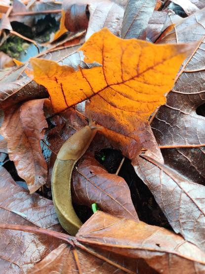 A banana slug hangs out in the shade of an orange fallen leaf.