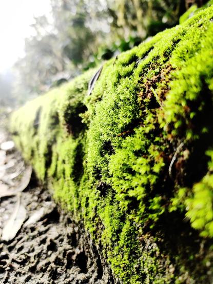 A close shot of a most curb running along the edge of a trail. The lighting draws stark contrasts between the brighter greens and darker shadows.