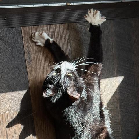 Remy, a tuxedo cat with a white face and white paws, lies sprawled in a sun spot on the hardwood floor flexing his front paws to show off all his pointy bits. 
