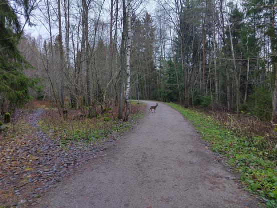 Metsäpolkua on ylittämässä kauris