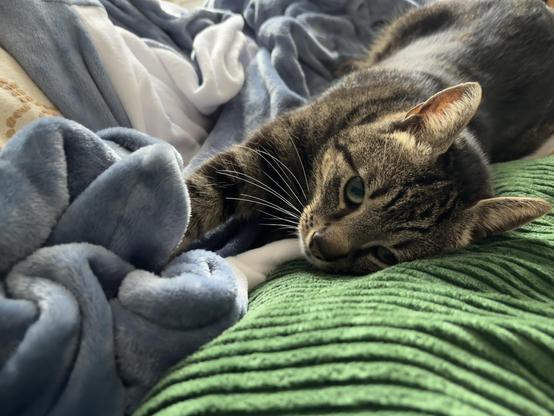 A relaxed tabby cat lying on a green textured blanket, with a blue and white blanket nearby. The cat appears to be resting with its head on its paws.