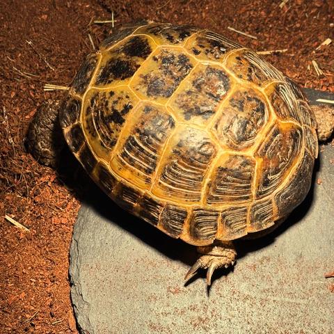 Russian tortoise napping, head tucked in