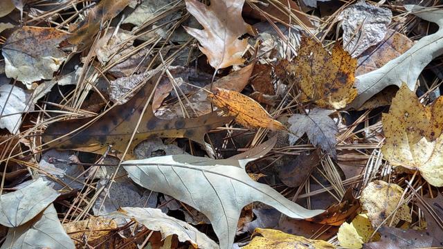Close-up: Fall leaves and pine needles fill the frame. Browns, grays and golds. Dappled sunlight on the forest floor.  