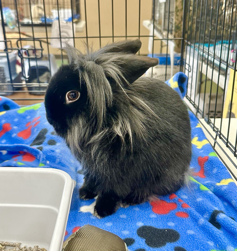 An all-black lionhead bunny on a blue blanket in a cage
