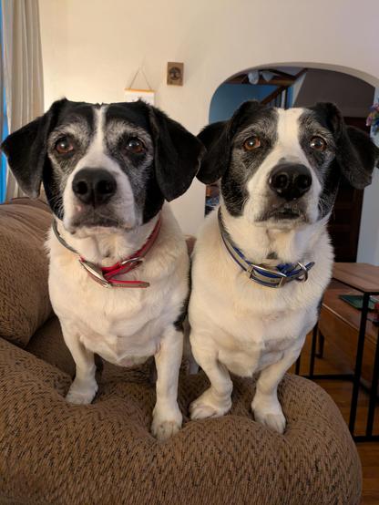 Hank (left) and Dean (right) are two black-and-white mixed breed dogs. They are leaning on the arm of the couch staring at the camera watching me (off-screen) eat cheese (also off-screen). These dogs are, we believe, a border collie, beagle, and basset hound mix. They were born in the same litter and look very similar.