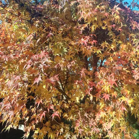 Colourful autumn leaves