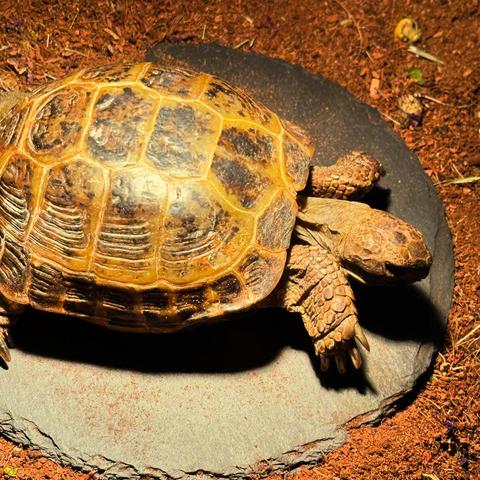 Russian tortoise on his basking rock 